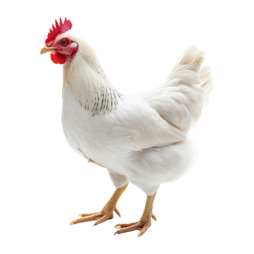 White Hen